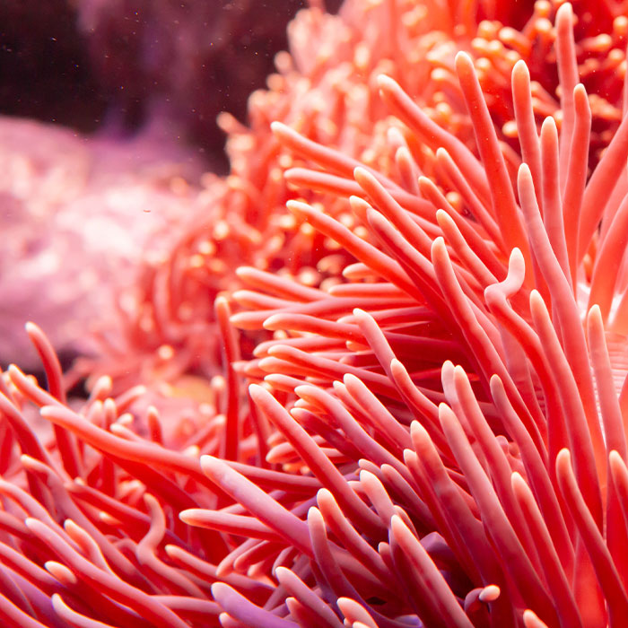 ANCHE I CORALLI HANNO LA FEBBRE Centro Commerciale Vicenza